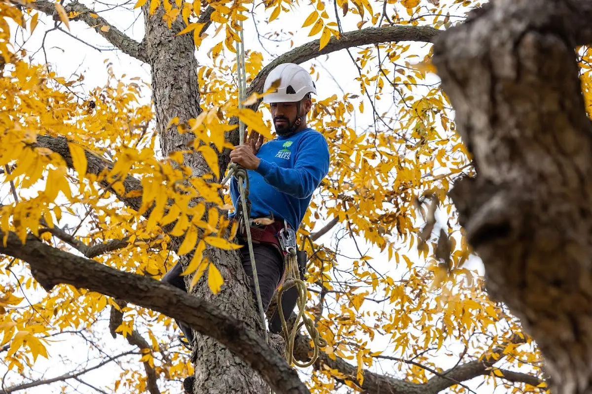 Skilled Tree Pruning crew working in Broadview Heights