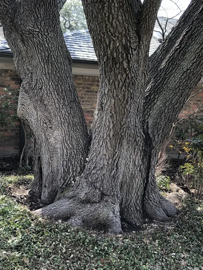 Mature heritage tree close to a Broadview Heights property cared for by certified arborists